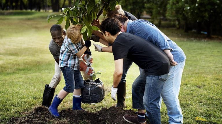Group planting tree